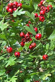 hawthorn to lower blood pressure